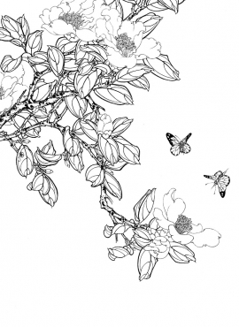 《工笔白描茶花图-42》高清白描作品